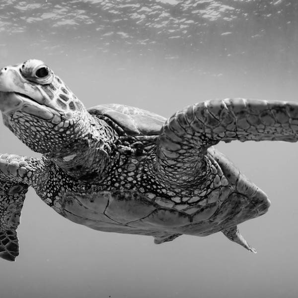 Turtle in Black and White - Hawaii turtle photography, turtle wall art, ocean art