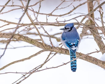 Blue Jay Feathers - digital download, digital photo, wall art, photography, printable art, bird art, bird gift
