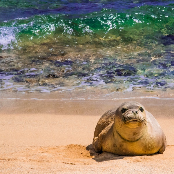 Mahaulepu Monk Seal - Monk seal wall art, monk seal photography