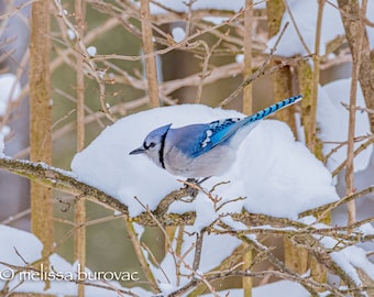 Blue Jay Perched on Snowy Branch - digital download, digital photo, wall art, photography, printable art, bird art, bird gift