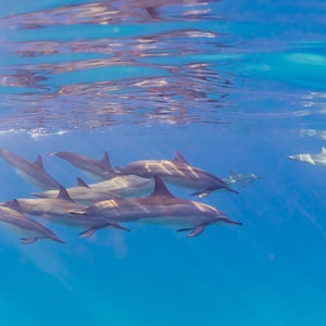 Dolphins in the Sun - Hawaii dolphin pod, Hawaii art, wall art