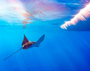 Spotted Eagle Ray in the Surf - Hawaii wildlife wall art