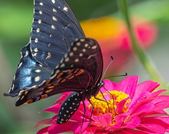 Black Swallowtail Butterfly on Hot Pink Zinnia Flower - digital download, digital photo, wall art, photography, printable art, butterfly