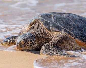 Beach Turtle