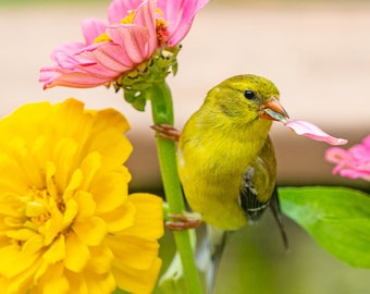 Goldfinch with Zinnias - Bird Wall Decor, Bird Home Decor, Bird Metal Wall Art, Bird Lover Gift, Bird Gifts, Bird Decor, Birdwatching