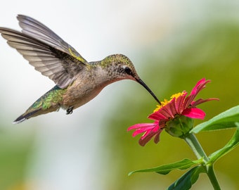 Hummingbird with Pink Flower - Bird Wall Decor, Bird Home Decor, Bird Metal Wall Art, Bird Lover Gift, Bird Gifts, Bird Decor, Birdwatching