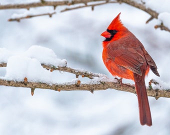 Winter Cardinal - Bird Wall Decor, Bird Home Decor, Bird Metal Wall Art, Bird Lover Gift, Bird Gifts, Bird Decor, Birdwatching