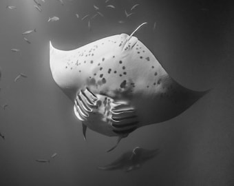 Manta Ray in immersione in bianco e nero
