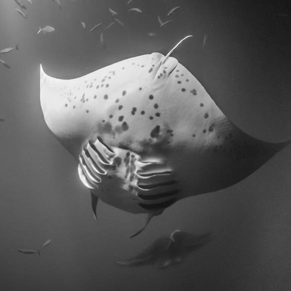 Diving Manta Ray in black and white