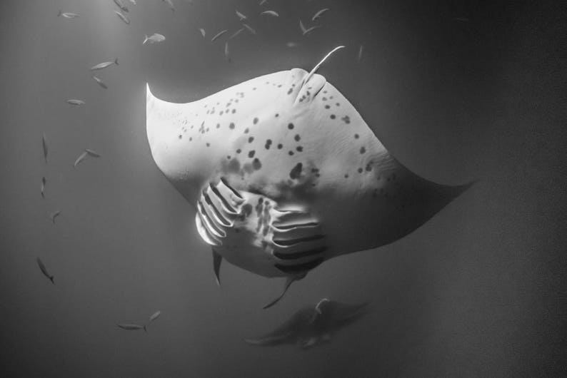 Diving Manta Ray in black and white image 1