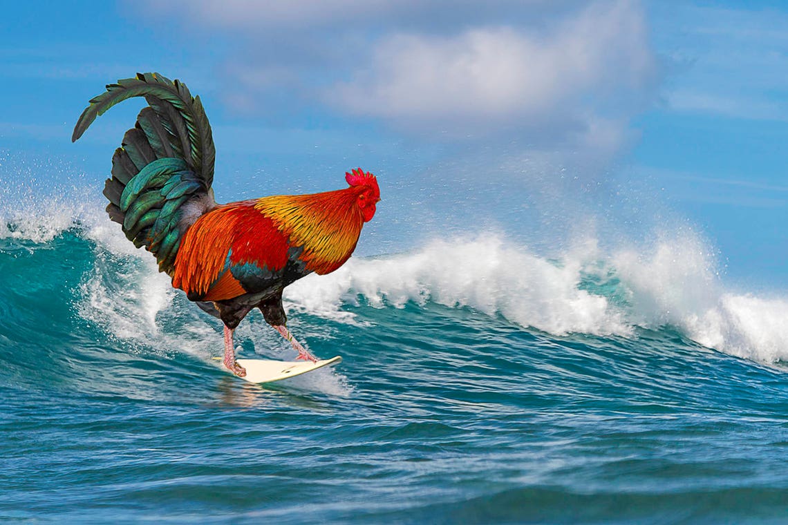 Surf Chicken - Chicken Art, Chicken Postcards, Surfing Keychain ...
