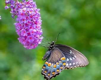 Black Swallowtail Butterfly on Butterfly Bush - digital download, digital photo, wall art, photography, printable art, butterfly
