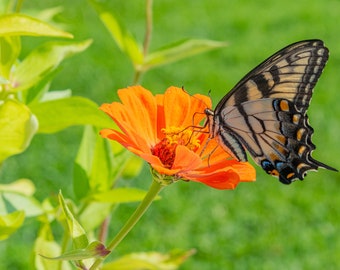 Yellow Swallowtail Butterfly on Orange Zinnia - digital download, digital photo, photography, printable art, butterfly art, flower art