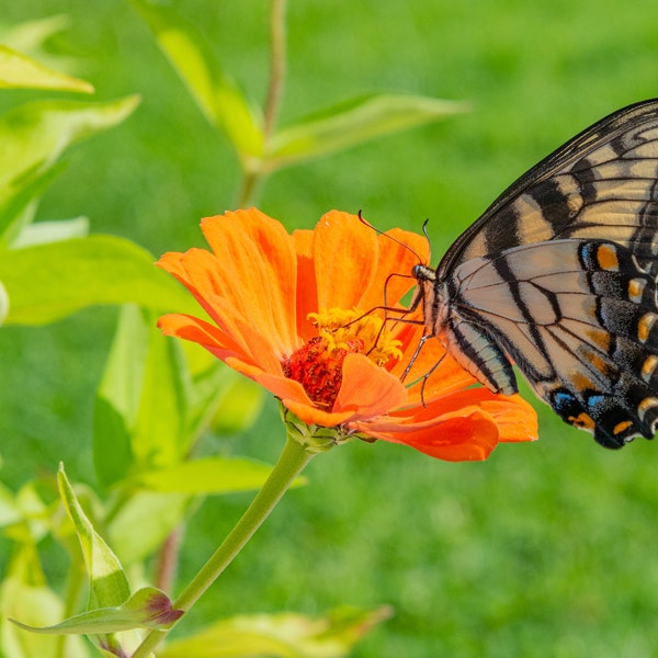 Yellow Swallowtail Butterfly on Orange Zinnia - digital download, digital photo, photography, printable art, butterfly art, flower art