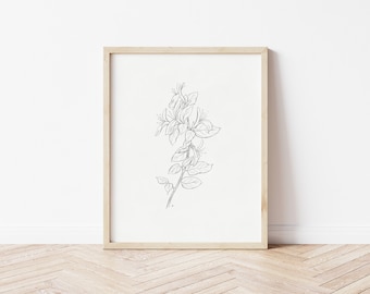 Honeysuckle Sketch | Honeysuckle Print | Floral Line Drawing | Printable Wall Art | Botanical Print | Flower Art Print | Botanical Art | May