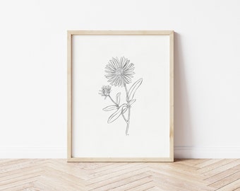Aster Sketch Print | Aster Drawing | Floral Drawing | Pencil Drawing | Printable Wall Art | Flower Print | September Birth Flower | Aster
