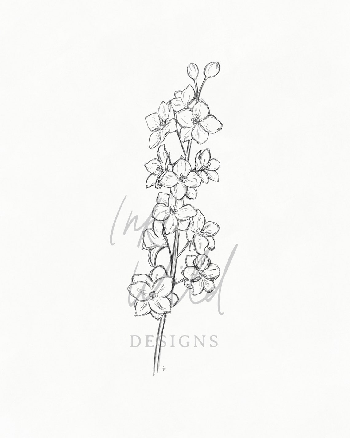 Larkspur Drawing | Larkspur Delphinium Print | Floral Drawing | Pencil ...
