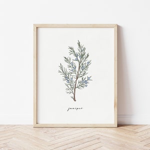 Può includere: Un'illustrazione botanica incorniciata di un ramo di ginepro con bacche blu. Il testo "juniper" è scritto sotto l'immagine.