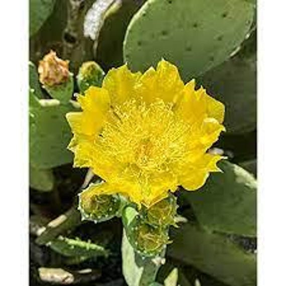 1 Cutting, Spineless Prickly Pear Cactus Pad, Opuntia Gomei, Old Mexico, Nopal