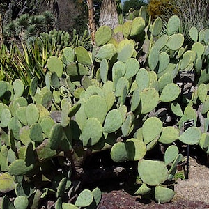 Spineless Thornless Edible Nopales Prickly Pear Cactus, 2 Pads - Easy and FAST Growing!