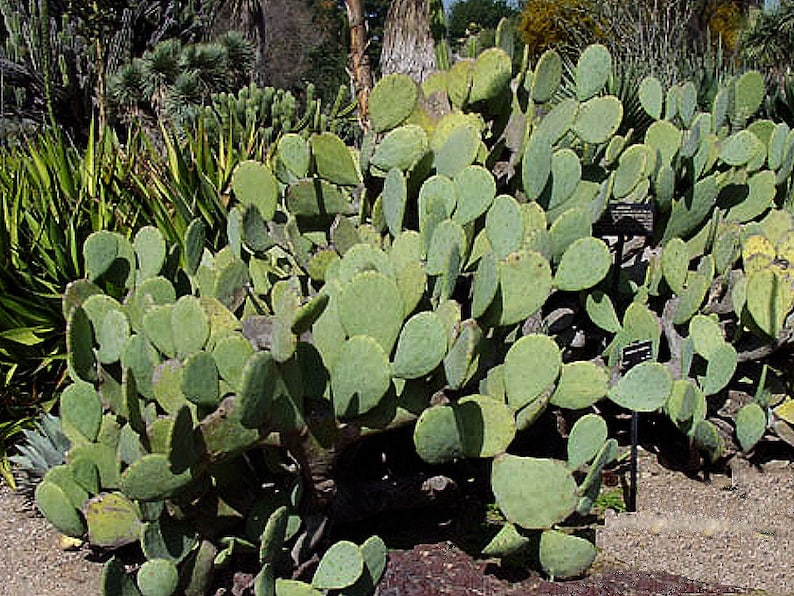 Spineless Thornless Edible Nopales Prickly Pear Cactus, 2 Pads Easy and FAST Growing image 2