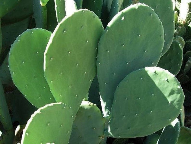 Spineless Thornless Edible Nopales Prickly Pear Cactus, 2 Pads Easy and FAST Growing imagem 1