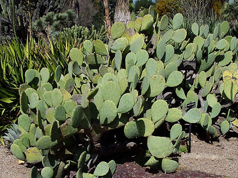3 LARGE PADS Spineless Thornless Edible Nopales Prickly ...