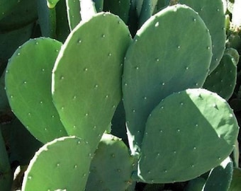 May include: Close-up of a prickly pear cactus with large, green, paddle-shaped pads.