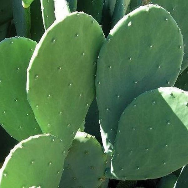 2 Prickly Pear Pads! Spineless Thornless Edible Nopales Opuntia "Cacanapa Ellisiana" AKA Tiger Tongue - Winter Hardy  Easy and FAST Growing!