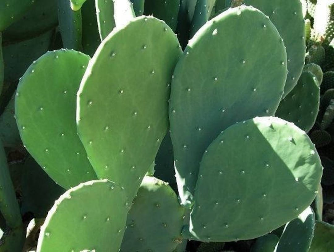 3 LARGE PADS Spineless Thornless Edible Nopales Prickly Pear Cactus Easy and FAST Growing Etsy