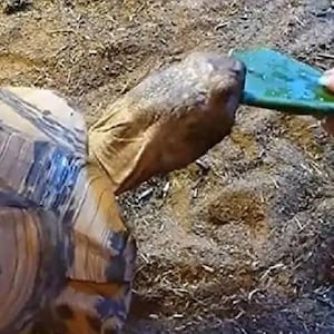 Tortoise and Iguana Food | Bearded Dragon Food | Organic Non-GMO, Ships Free Priority! Buy Spineless Opuntia Cacanapa By The Pound and SAVE!