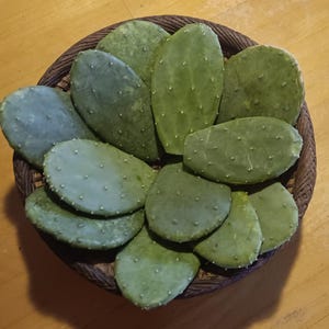 May include: A woven basket filled with green cactus pads. The pads are oval-shaped with small, white, dot-like protrusions. The basket is brown and sits on a light brown wooden surface. The cactus pads vary in shades of green.