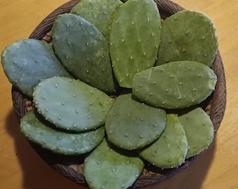 Tortoise Treats! 8+ Young Spineless Cactus Pads - Iguana & Beardeds Love Them Too.