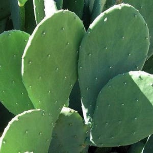 2 Spineless Prickly Pear Pads: Edible Nopales Opuntia Cacanapa