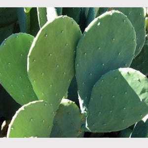 3 LARGE Spineless Prickly Pear Cactus Pads – Edible Nopales, Opuntia Cacanapa Ellisiana