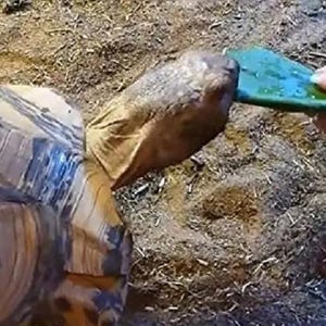 6+ Spineless Thornless Edible Nopales Prickly Pear Cactus Pads - Young Organic Food Pads-GREAT Food for Tortoises, Iguana, Bearded Dragons