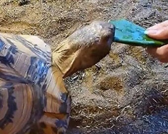 6+ Spineless Thornless Edible Nopales Prickly Pear Cactus Pads - Young Organic Food Pads-GREAT Food for Tortoises, Iguana, Bearded Dragons