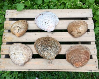 Shells| Sea Shells| Clam Shells| Natural Foraged Shells| Crafting Shells| Wedding Decor| Beach Decor