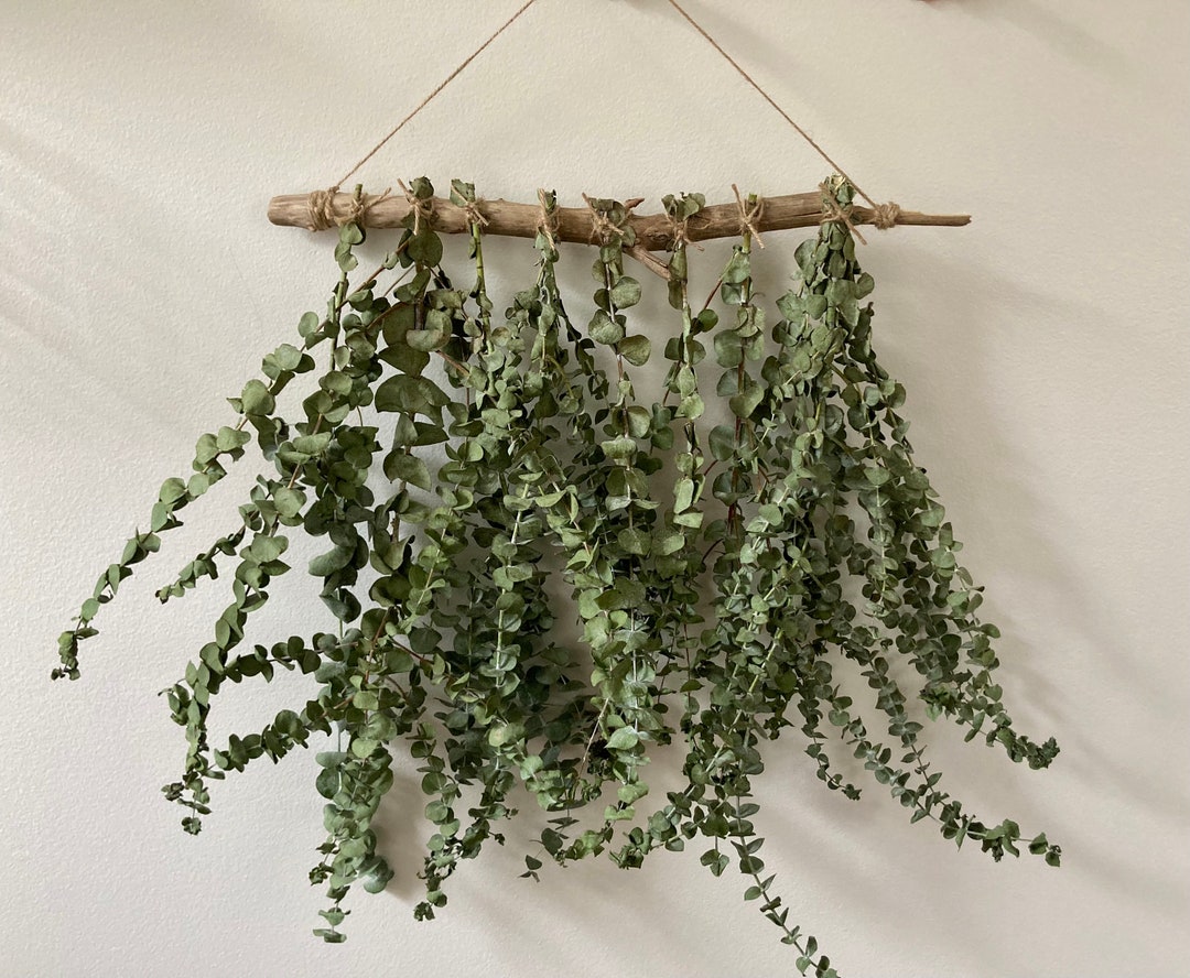 Driftwood Eucalyptus Wall Hanging| Dried Eucalyptus| Dried Eucalyptus Arrangement | Eucalyptus Hanging