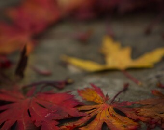 Fall Leaves | Greeting Cards | Falling in love | Autumn | Note card