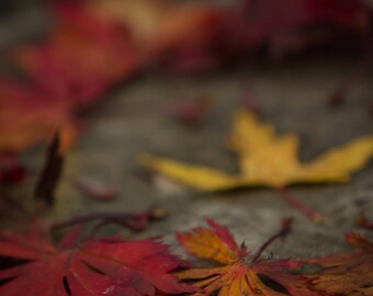 Fall Leaves | Falling in Love | Fine Art Photography | Framed Art Print | Oregon Photography