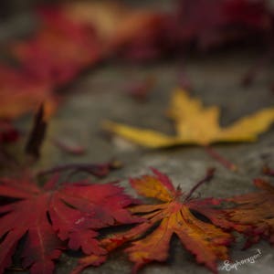 Fall Leaves | Greeting Cards | Falling in love | Autumn | Note card
