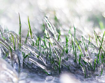 Frozen in Time | Fine Art Photography | Ice and grass | Art Print | Oregon Photography