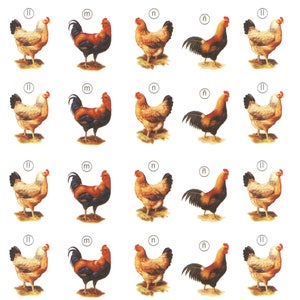 Puede incluir: Patrón repetido de ilustraciones con gallinas y gallos. Las gallinas son principalmente blancas y tostadas, mientras que los gallos muestran una mezcla de plumaje marrón, negro y rojo. Cada imagen está etiquetada con una letra en un círculo.