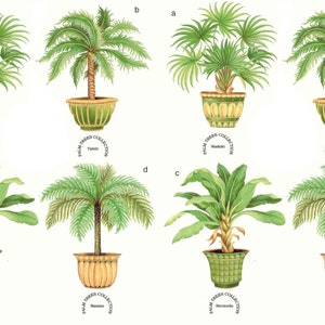 May include: Four illustrations of potted palm trees. Each tree is labelled with a different location: Waikiki, Tahiti, Bermuda, and Nassau. The trees are all in green and yellow pots with gold accents.