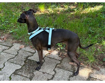 Italian Greyhound Unicolor Harness, Padded Iggy Harness, Adjustable Dog Harness
