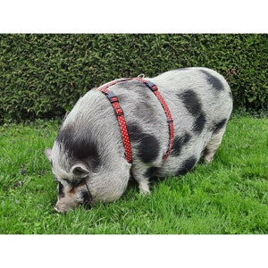 Könnte beinhalten: Ein geflecktes Schwein, das ein rotes Geschirr mit weißen Punkten trägt und auf grünem Gras grast. Das Schwein hat schwarz-graue Markierungen und befindet sich in einer grasbewachsenen Umgebung im Freien.