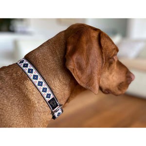 May include: A brown dog wearing a patterned dog collar. The collar has a repeating design of blue and red diamonds on a white background, with a black border. The collar has a silver-coloured metal buckle.