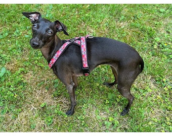 Italian Greyhound Harness, Padded Iggy Harness, Adjustable Italian Greyhound Harness
