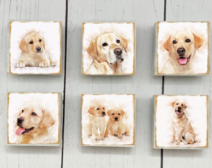 6 Labrador Retriever Marble Magnets, Labrador Retriever Magnet Gift, Lab Retriever Magnets, Yellow Lab Magnet Set